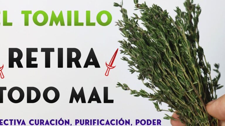 Descubre los secretos para plantar tomillos con éxito